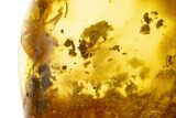 Polished Colombian Copal ( g) - Contains Detailed Wasp! #304183-2